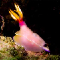 Nudibranch